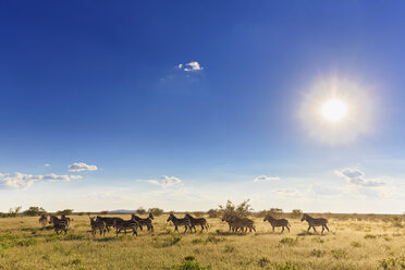 Namibia, Etosha National Park, herd of plains zebras - FOF008142