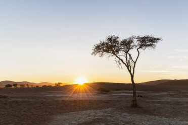 Afrika, Namibia, Namib-Wüste, Blick auf Wüstendünen und Akazien bei Sonnenaufgang, Namib-Naukluft-Nationalpark - FOF008156