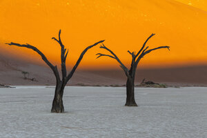 Namibia, Namib Naukluft, Namib-Wüste, abgestorbene Akazien auf Tonpfanne - FOF008160