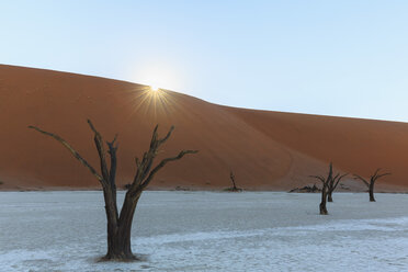 Namibia, Namib Naukluft, Namib-Wüste, abgestorbene Akazien auf Tonpfanne - FOF008162