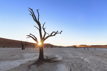 Namibia, Namib Naukluft, Namib-Wüste, abgestorbene Akazien auf Tonpfanne - FOF008163