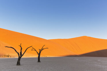 Namibia, Namib Naukluft, Namib-Wüste, abgestorbene Akazien auf Tonpfanne - FOF008164