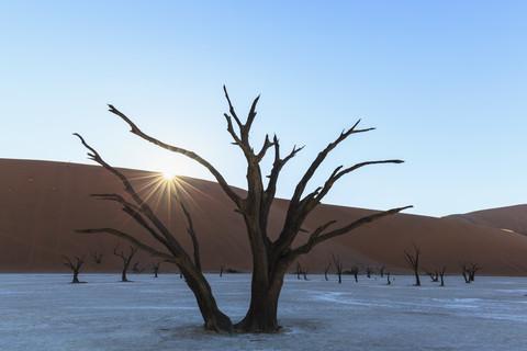 Namibia, Namib Naukluft, Namib-Wüste, abgestorbene Akazien auf Tonpfanne, lizenzfreies Stockfoto
