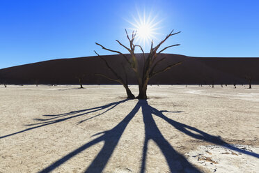 Namibia, Namib Naukluft, Namib-Wüste, abgestorbene Akazien auf Tonpfanne bei Gegenlicht - FOF008167