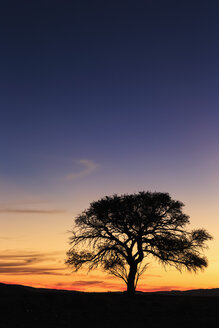 Namibia, Namib-Wüste, Namib-Naukluft-Nationalpark, Akazie bei Sonnenuntergang - FOF008181