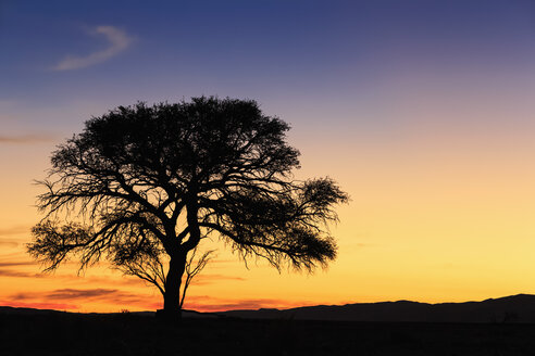 Namibia, Namib-Wüste, Namib-Naukluft-Nationalpark, Akazie bei Sonnenuntergang - FOF008182