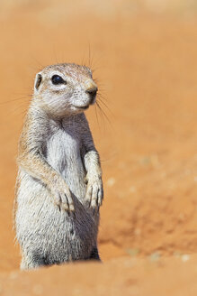 Botswana, Kalahari, Kgalagadi Transfrontier Park, Afrikanisches Erdhörnchen auf den Hinterbeinen stehend - FOF008187