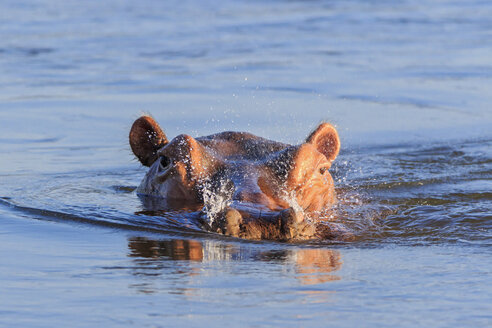 Simbabwe, Bezirk Urungwe, Mana-Pools-Nationalpark, schwimmendes Nilpferd - FOF008224