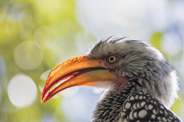 Südafrika, Nordwesten, Bojanala Platinum, Porträt eines Gelbschnabel-Hornvogels im Pilanesberg-Wildreservat - FOF008194