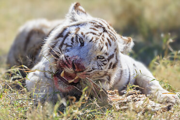 Südafrika, Bengalische Tiger fressen - FOF008204