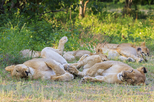 Simbabwe, Bezirk Urungwe, Mana-Pools-Nationalpark, Löwenrudel - FOF008225