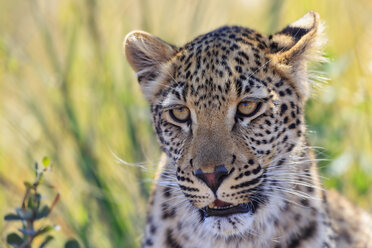 Porträt eines Leoparden - FOF008208