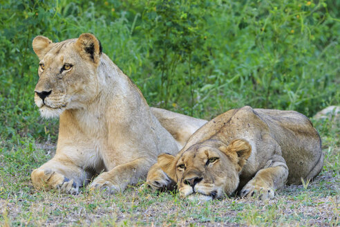 Simbabwe, Bezirk Urungwe, Mana Pools National Park, zwei müde Löwinnen - FOF008226