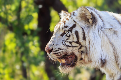 Porträt eines bengalischen Tigers - FOF008210