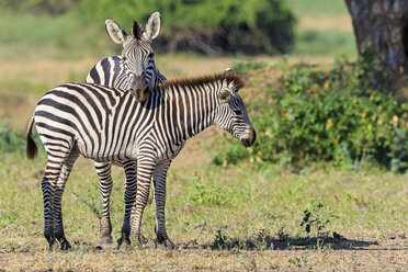 Simbabwe, Bezirk Urungwe, Mana-Pools-Nationalpark, zwei Burchell-Zebras - FOF008227