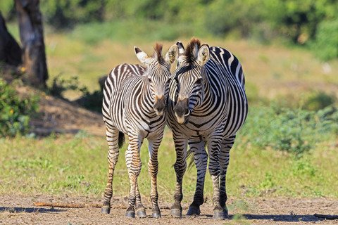 Simbabwe, Bezirk Urungwe, Mana-Pools-Nationalpark, zwei Burchell-Zebras, lizenzfreies Stockfoto