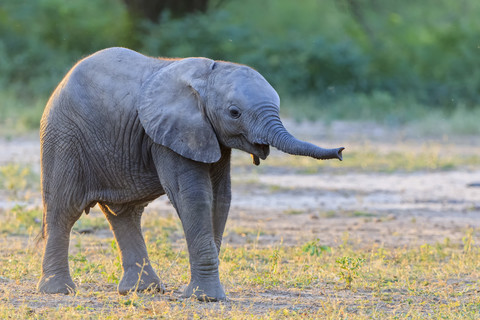 Afrika, Simbabwe, Mana-Pools-Nationalpark, Elefantenbaby, lizenzfreies Stockfoto