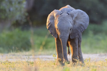 Afrika, Simbabwe, Mana-Pools-Nationalpark, Elefantenbaby - FOF008230