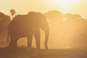 Botswana, Makgadikgadi Pans National Park, Afrikanischer Elefant im Gegenlicht - FOF008251