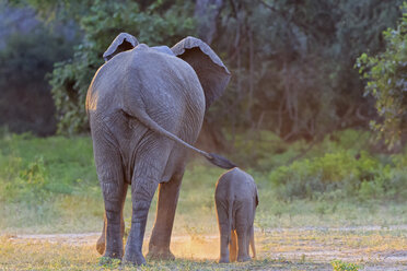 Africa, Zimbabwe, Mana Pools National Park, cow elephant with baby elephant - FOF008231