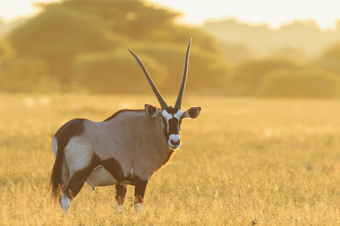 Botswana, Kalahari, Zentral Kalahari Wildreservat, Gemsbock im Gegenlicht, lizenzfreies Stockfoto