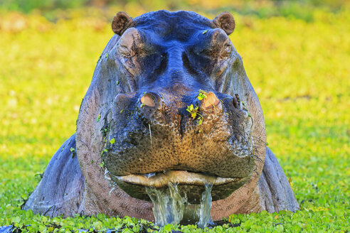 Simbabwe, Bezirk Urungwe, Mana-Pools-Nationalpark, Porträt eines Nilpferds in einer Lagune - FOF008232