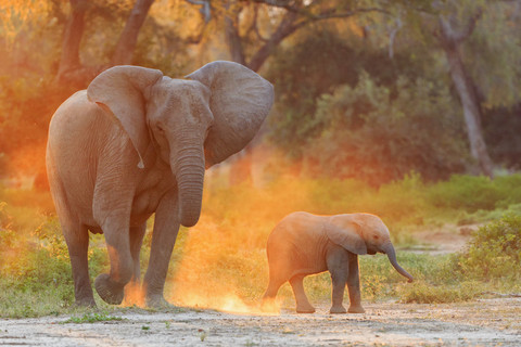 Africa, Zimbabwe, Mana Pools National Park, cow elephant with baby elephant stock photo