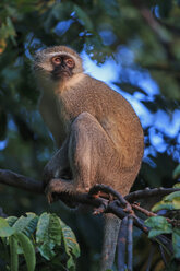 Simbabwe, Bezirk Urungwe, Mana-Pools-Nationalpark, Porträt eines grünen Affen, der in einem Baum sitzt - FOF008236