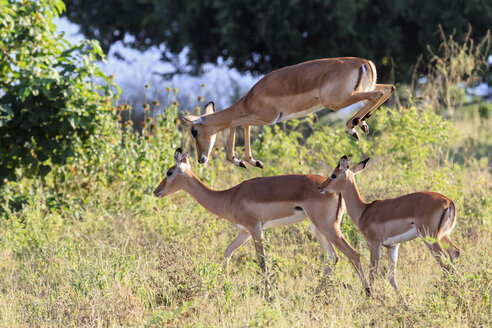 Simbabwe, Bezirk Urungwe, Mana Pools National Park, drei Impalas - FOF008239