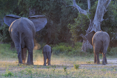 Afrika, Simbabwe, Mana Pools National Park, Elefantenkuh mit Elefantenbaby - FOF008240