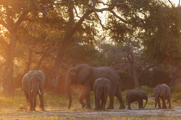Africa, Zimbabwe, Mana Pools National Park, herd of elephants with young animals - FOF008242
