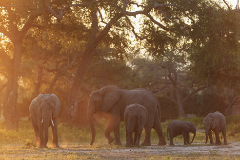 Afrika, Simbabwe, Mana Pools National Park, Elefantenherde mit Jungtieren - FOF008242