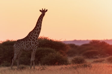 Botswana, Kalahari, Zentral Kalahari Wildreservat, Giraffe bei Sonnenaufgang - FO008281