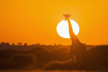 Botswana, Kalahari, Zentral Kalahari Wildreservat, Giraffe bei Sonnenaufgang - FOF008266