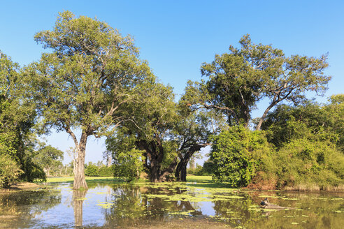 Simbabwe, Bezirk Urungwe, Mana Pools National Park, Lagune - FOF008245