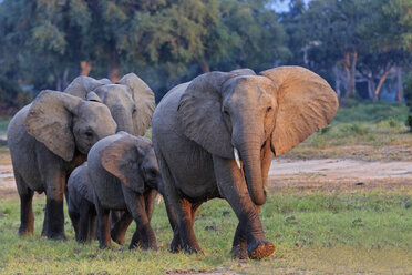 Africa, Zimbabwe, Mana Pools National Park, herd of elephants with young animals - FOF008246