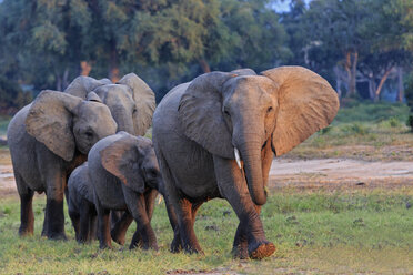 Afrika, Simbabwe, Mana Pools National Park, Elefantenherde mit Jungtieren - FOF008246