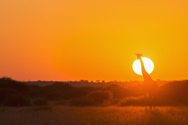 Botswana, Kalahari, Zentral Kalahari Wildreservat, Giraffe bei Sonnenaufgang - FOF008267