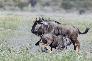 Botswana, Kalahari, Zentral Kalahari Wildreservat, Streifengnu mit Jungtier - FOF008278