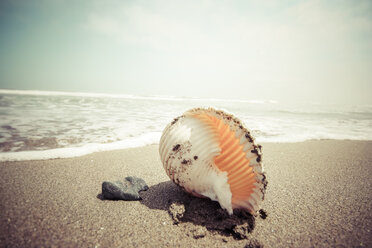 Indonesien, Bali, Muscheln am Strand - KRPF001550