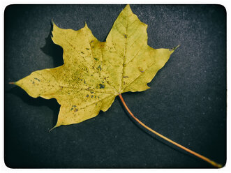Autumn leaf - KRPF001553