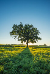 Germany, Baden-Wuerttemberg, old Pedunculate Oak on a meadow - WGF000680
