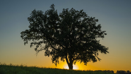 Germany, Baden-Wuerttemberg, old Pedunculate Oak at backlight - WGF000679