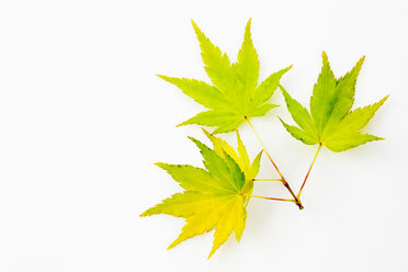 Gelbgrüner Vollmond-Ahorn, Acer japonicum, Blätter - CSF025872