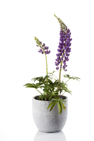 Violette Lupine, Lupinus luteus, im Blumentopf, lizenzfreies Stockfoto