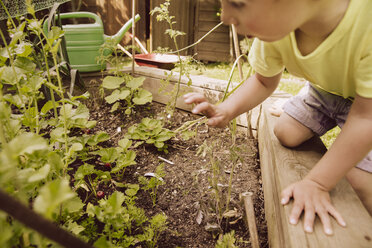 Junge, der eine Erdbeere aus einem Gemüsegarten nehmen will - MFF001871