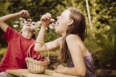 Girl and boy enjoying cherries in garden - MFF001881