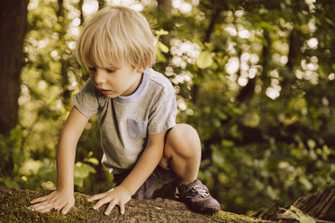 Boy climbing along fallen tree in forest touching moss - MFF001923