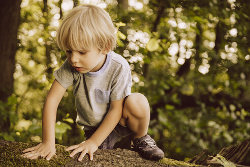 Junge klettert an umgestürztem Baum im Wald entlang und berührt Moos - MFF001923