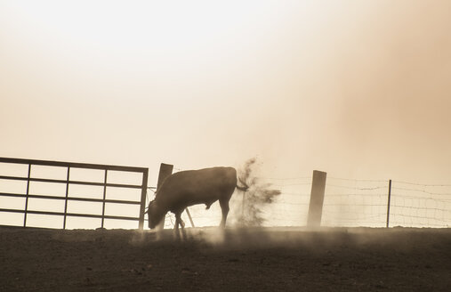 Spanien, Stier stehend auf einer Weide im Gegenlicht - DEGF000466